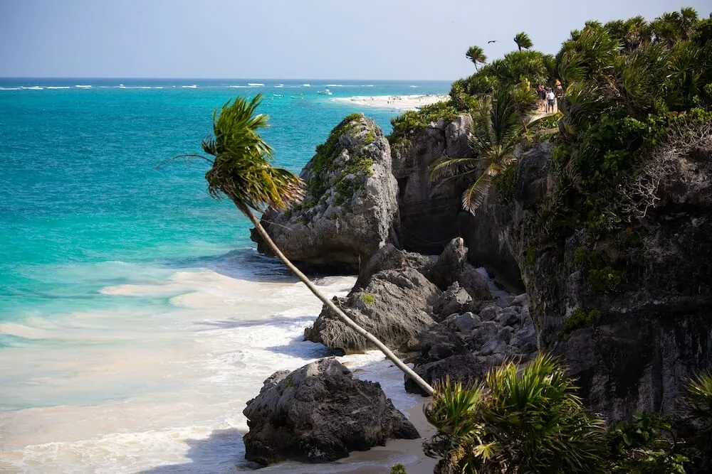 Palm tree leaning over a beach on the Riviera Maya